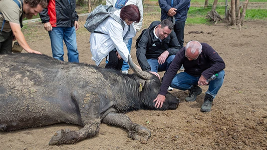 800 kg-os bivaly simogatása a Mátrai Bivalyrezervátumban.
